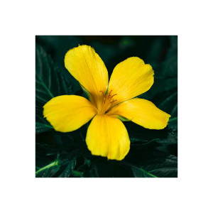 Damiana